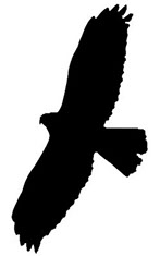 Las palomas creen ver la sombra de un halcón.